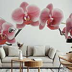 Fototapety Jemné orchidey v jemných odtieňoch