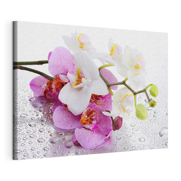 Obraz Orchidey s kvapkami vody sa lesknú