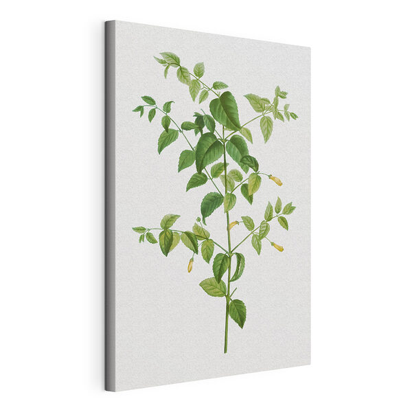 Botanická ilustrácia so zelenými listami Obraz Botanická ilustrácia so zelenými listami