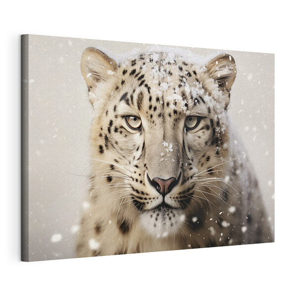 Snehový leopard so snehom na hlave Obraz Snehový leopard so snehom na hlave